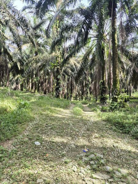 Tanah Pertanian untuk Dijual di Karangan (Kedah) - Teh Guan Fong - Exterior - PropertyGuru.com.my