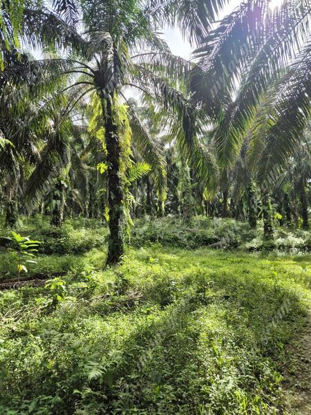 Tanah Pertanian untuk Dijual di Karangan (Kedah) - Teh Guan Fong - Exterior - PropertyGuru.com.my