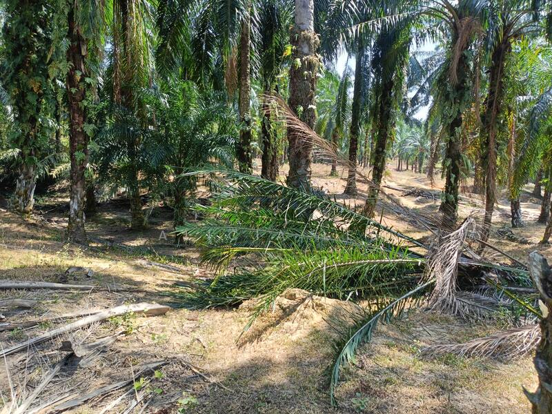 Agricultural Land for Sale in Dengkil (Selangor) - Alicia Lee - Exterior - PropertyGuru.com.my