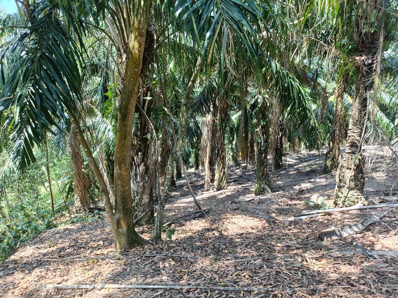 Agricultural Land for Sale in Dengkil (Selangor) - Alicia Lee - Exterior - PropertyGuru.com.my