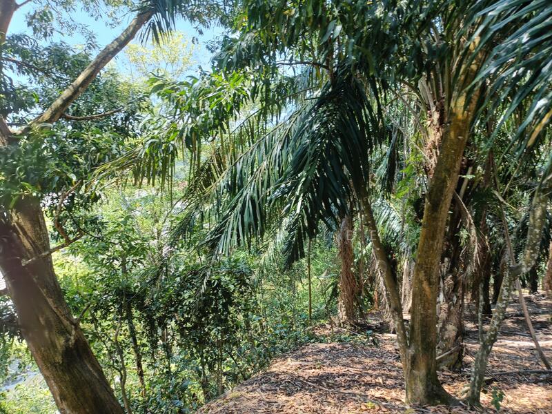 Agricultural Land for Sale in Dengkil (Selangor) - Alicia Lee - Garden - PropertyGuru.com.my