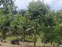 For Sale - Simpang Renggam