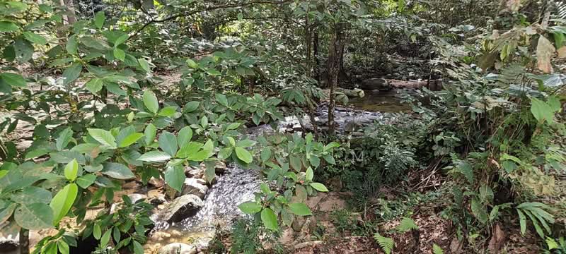 Agricultural Land for Sale in Batang Kali (Selangor) - Iz Hakim - Garden - PropertyGuru.com.my