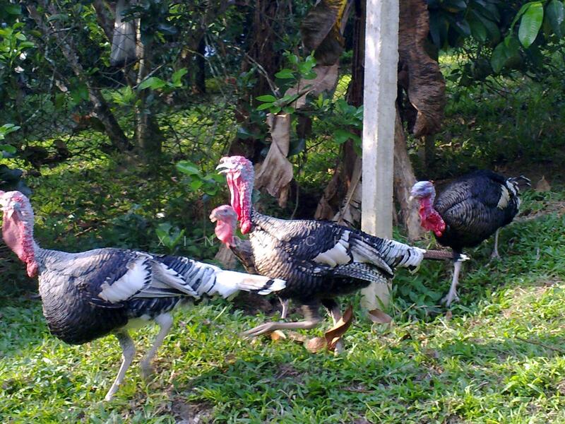Agricultural Land for Sale in Taman Raub Jaya (Gali) - Xindy Chia - PropertyGuru.com.my