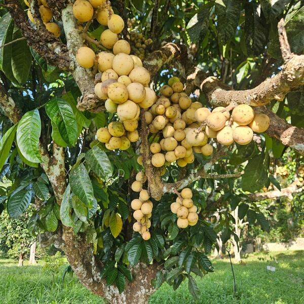 Agricultural Land for Sale in Taman Raub Jaya (Gali) - Xindy Chia - PropertyGuru.com.my