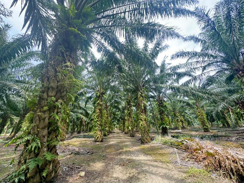 Agricultural Land for Sale in Kukup (Johor) - Jessie Tan - Exterior - PropertyGuru.com.my