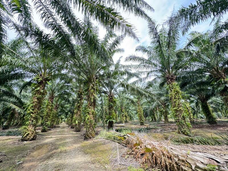 Agricultural Land for Sale in Kukup (Johor) - Jessie Tan - Exterior - PropertyGuru.com.my