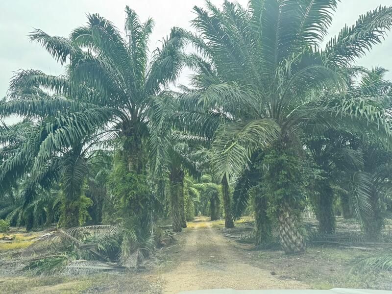 Agricultural Land for Sale in Kukup (Johor) - Jessie Tan - Exterior - PropertyGuru.com.my