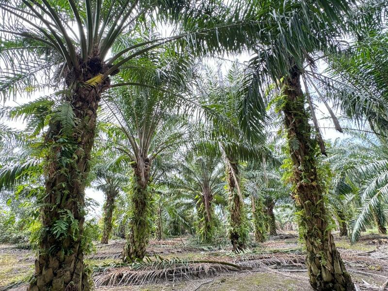 Agricultural Land for Sale in Kukup (Johor) - Jessie Tan - Exterior - PropertyGuru.com.my
