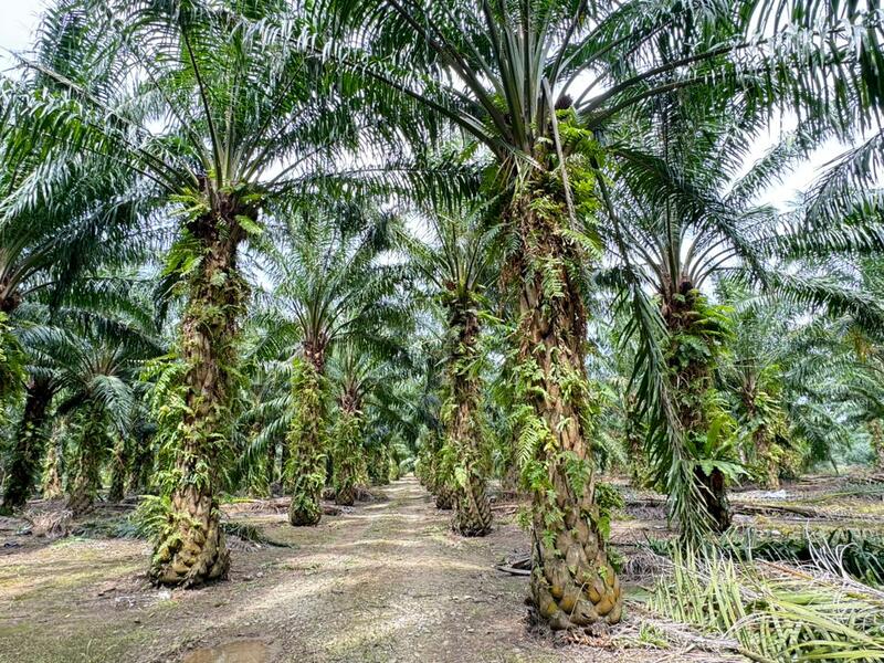 Agricultural Land for Sale in Kukup (Johor) - Jessie Tan - Exterior - PropertyGuru.com.my