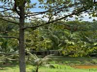 For Sale - Senawang Agricultural Land