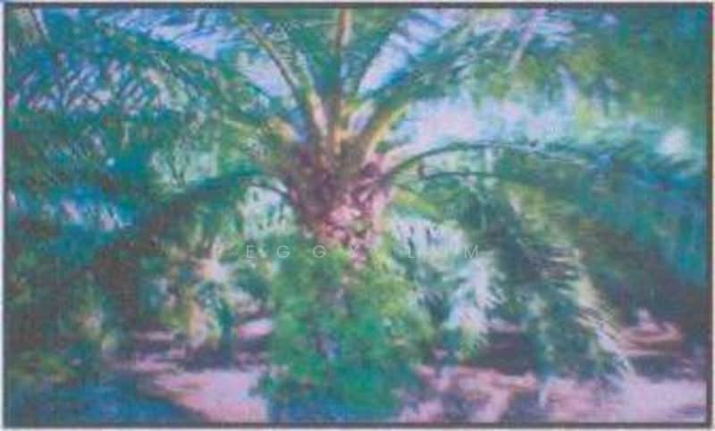 Freehold Palm Oil Plantation - Slim River, Perak untuk Untuk Dijual - RM 920,400,000, Apr 2026 - Exterior - PropertyGuru.com.my