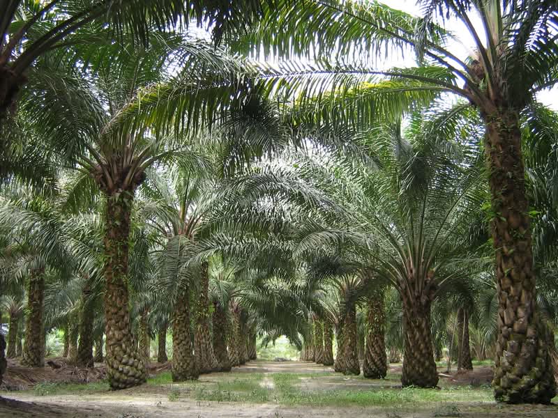 Freehold Palm Oil Plantation - Slim River, Perak untuk Untuk Dijual - RM 920,400,000, Apr 2026 - Exterior - PropertyGuru.com.my