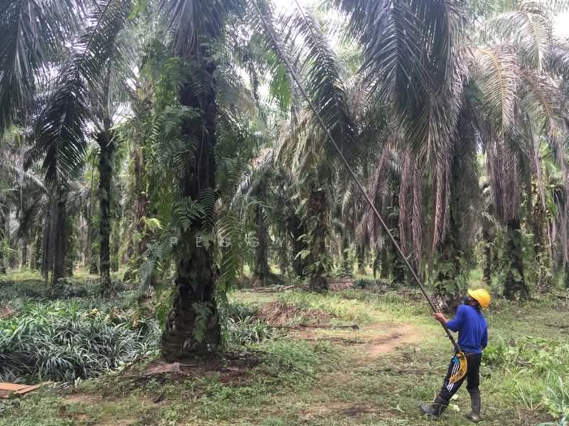 Freehold Palm Oil Plantation - Slim River, Perak untuk Untuk Dijual - RM 920,400,000, Apr 2026 - PropertyGuru.com.my