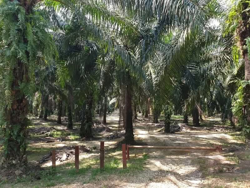 Freehold Palm Oil Plantation - Slim River, Perak untuk Untuk Dijual - RM 920,400,000, Apr 2026 - Garden - PropertyGuru.com.my