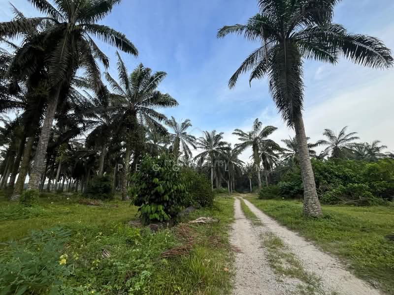 Freehold Palm Oil Plantation - Slim River, Perak untuk Untuk Dijual - RM 920,400,000, Apr 2026 - Exterior - PropertyGuru.com.my