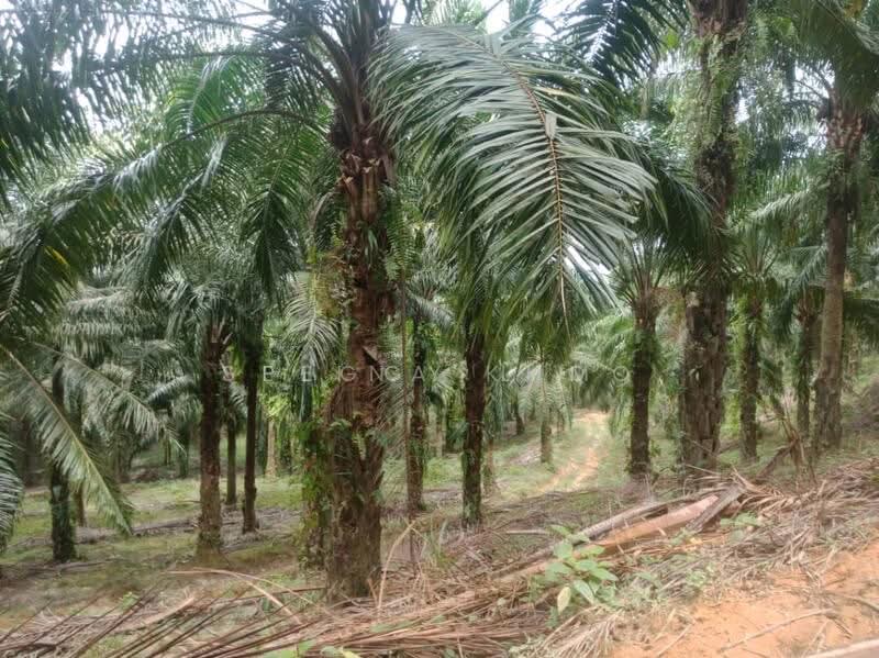 Freehold Palm Oil Plantation - Slim River, Perak untuk Untuk Dijual - RM 920,400,000, Apr 2026 - Exterior - PropertyGuru.com.my