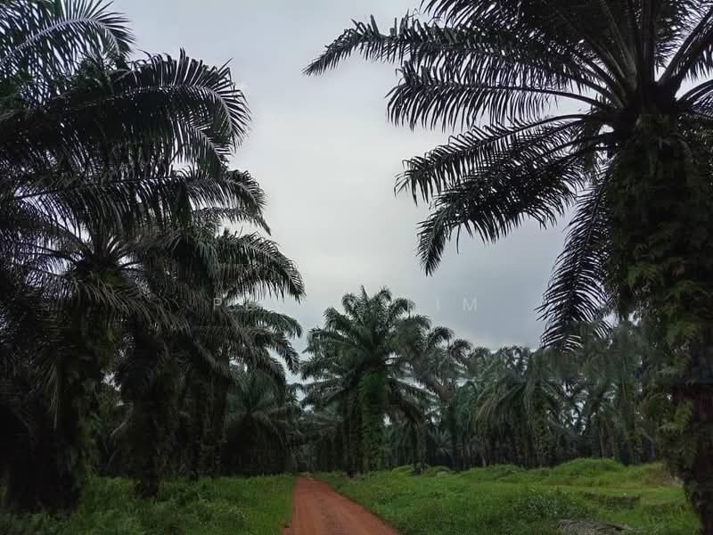 Freehold Palm Oil Plantation - Slim River, Perak untuk Untuk Dijual - RM 920,400,000, Apr 2026 - Exterior - PropertyGuru.com.my