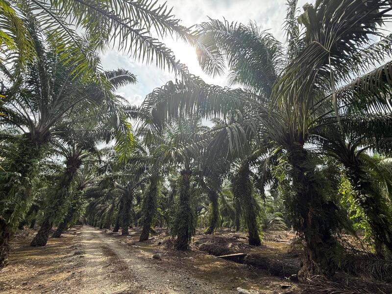 Pekan Nenas untuk Untuk Dijual - RM 17,550,000, Mac 2026 - Exterior - PropertyGuru.com.my