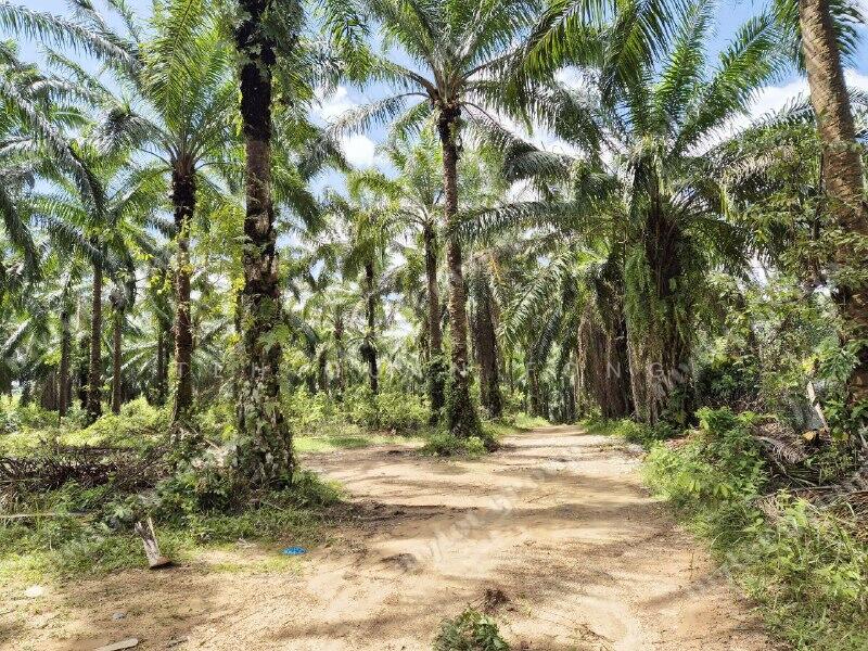 4.4 Acres | Agricultural Land | Beside Taman | Baling | KEDAH Rm 10 psf untuk Untuk Dijual - RM 1,916,630, Feb 2026 - Exterior - PropertyGuru.com.my