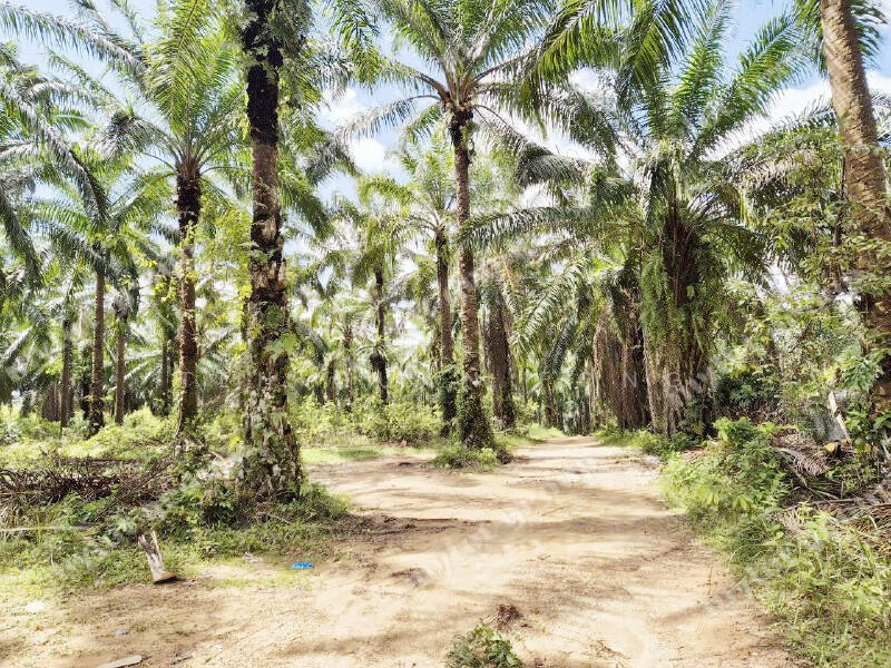 4.4 Acres | Agricultural Land | Beside Taman | Baling | KEDAH Rm 10 psf untuk Untuk Dijual - RM 1,916,630, Feb 2026 - Exterior - PropertyGuru.com.my