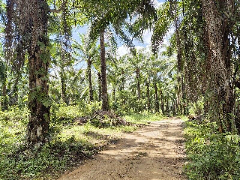 4.4 Acres | Agricultural Land | Beside Taman | Baling | KEDAH Rm 10 psf untuk Untuk Dijual - RM 1,916,630, Feb 2026 - Exterior - PropertyGuru.com.my