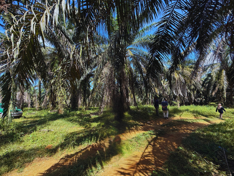 Tanah Sawit 4.23 ekar di Bukit Diman, Ajil, Terengganu untuk Untuk Dijual - RM 150,000, Mac 2026 - Exterior - PropertyGuru.com.my