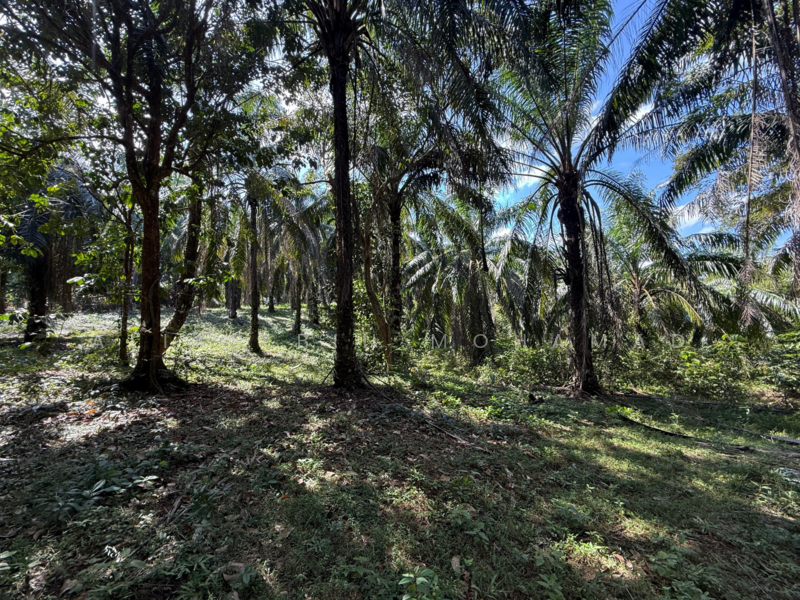 Tanah Sawit 4.23 ekar di Bukit Diman, Ajil, Terengganu untuk Untuk Dijual - RM 150,000, Mac 2026 - Exterior - PropertyGuru.com.my