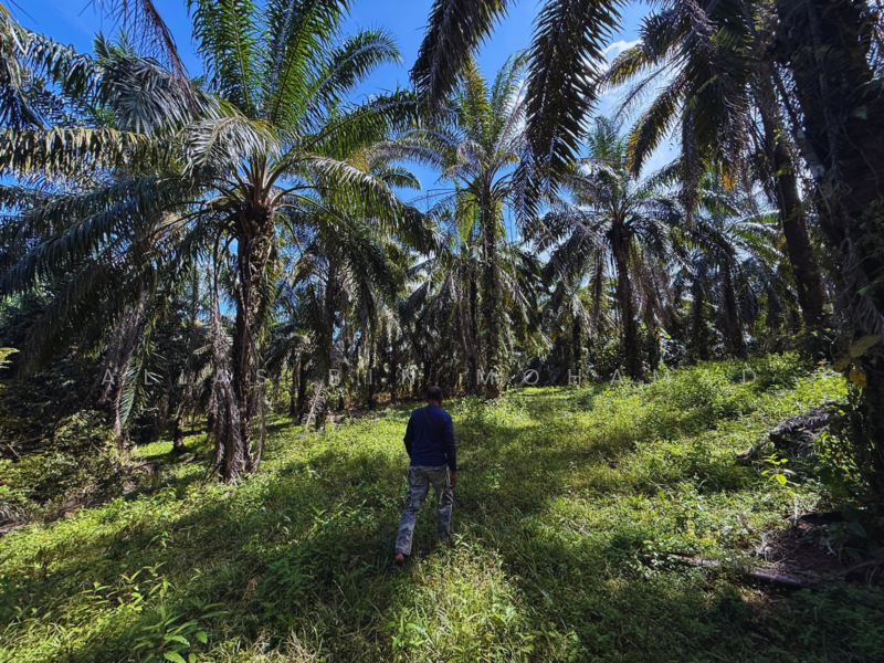 Tanah Sawit 4.23 ekar di Bukit Diman, Ajil, Terengganu untuk Untuk Dijual - RM 150,000, Mac 2026 - Exterior - PropertyGuru.com.my