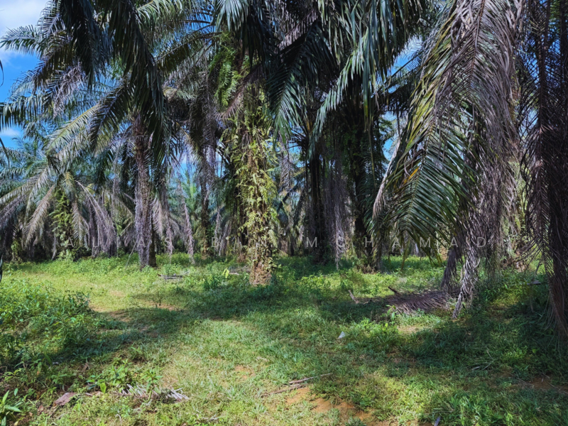 Tanah Sawit 4.23 ekar di Bukit Diman, Ajil, Terengganu untuk Untuk Dijual - RM 150,000, Mac 2026 - Exterior - PropertyGuru.com.my