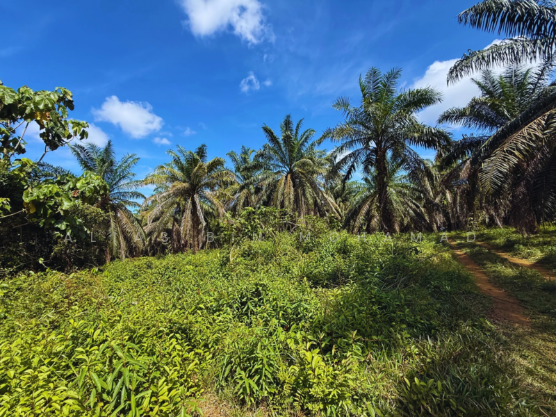 Tanah Sawit 4.23 ekar di Bukit Diman, Ajil, Terengganu untuk Untuk Dijual - RM 150,000, Mac 2026 - Exterior - PropertyGuru.com.my