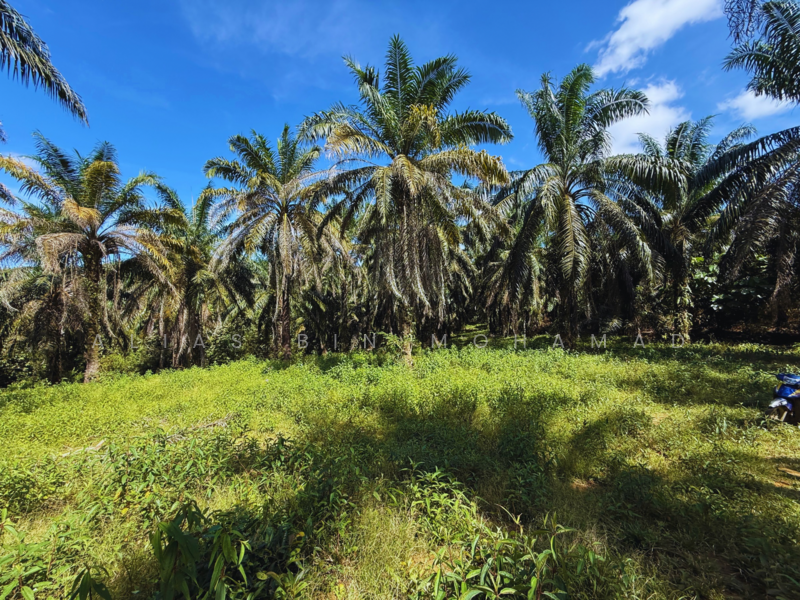 Tanah Sawit 4.23 ekar di Bukit Diman, Ajil, Terengganu untuk Untuk Dijual - RM 150,000, Mac 2026 - Exterior - PropertyGuru.com.my