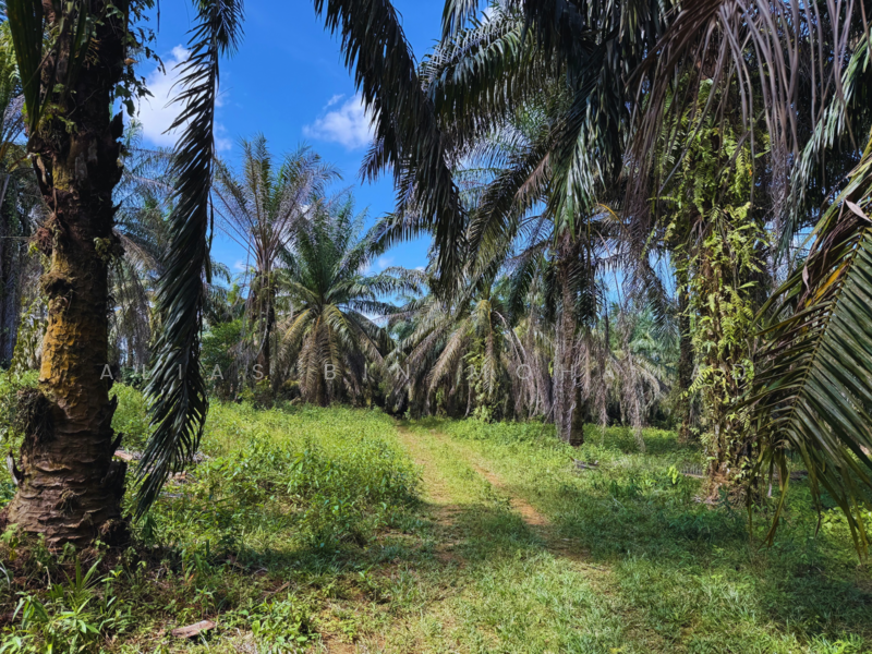 Tanah Sawit 4.23 ekar di Bukit Diman, Ajil, Terengganu untuk Untuk Dijual - RM 150,000, Mac 2026 - Exterior - PropertyGuru.com.my