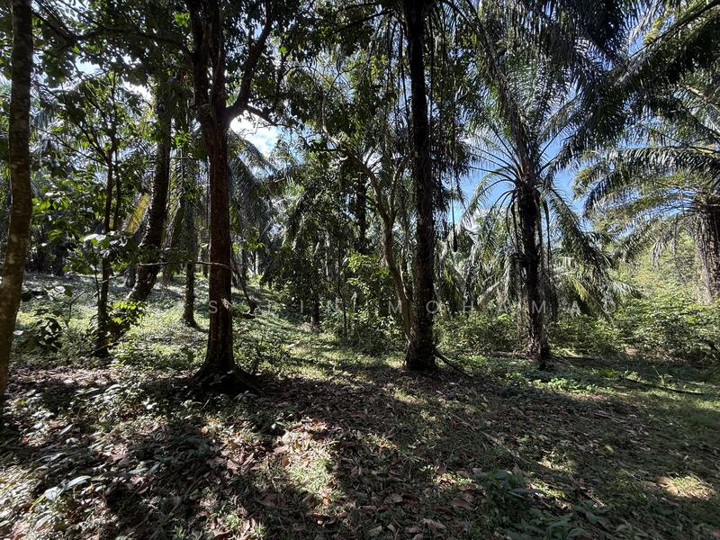 Tanah Sawit 4.23 ekar di Bukit Diman, Ajil, Terengganu untuk Untuk Dijual - RM 150,000, Mac 2026 - Exterior - PropertyGuru.com.my