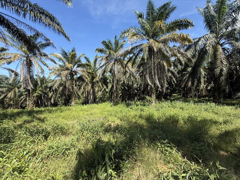 Tanah Sawit 4.23 ekar di Bukit Diman, Ajil, Terengganu untuk Untuk Dijual - RM 150,000, Mac 2026 - Exterior - PropertyGuru.com.my
