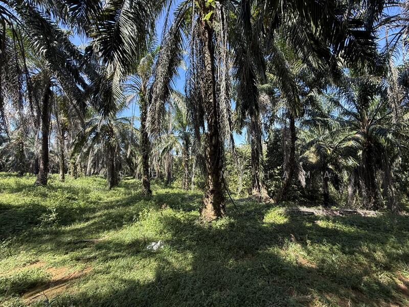 Tanah Sawit 4.23 ekar di Bukit Diman, Ajil, Terengganu untuk Untuk Dijual - RM 150,000, Mac 2026 - Garden - PropertyGuru.com.my