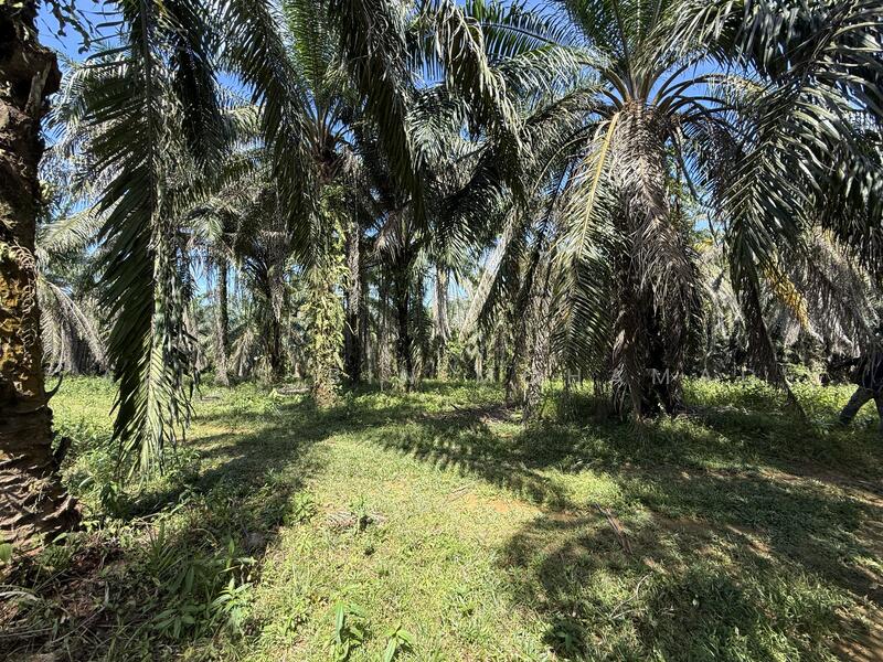 Tanah Sawit 4.23 ekar di Bukit Diman, Ajil, Terengganu untuk Untuk Dijual - RM 150,000, Mac 2026 - Exterior - PropertyGuru.com.my