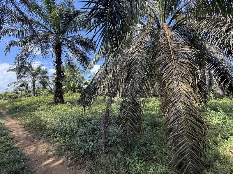 Tanah Sawit 4.23 ekar di Bukit Diman, Ajil, Terengganu untuk Untuk Dijual - RM 150,000, Mac 2026 - Exterior - PropertyGuru.com.my