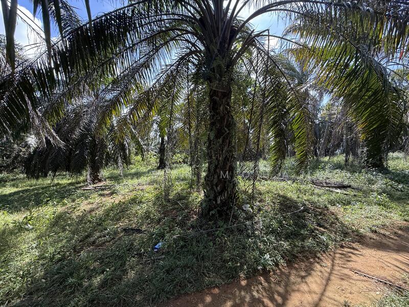 Tanah Sawit 4.23 ekar di Bukit Diman, Ajil, Terengganu untuk Untuk Dijual - RM 150,000, Mac 2026 - Exterior - PropertyGuru.com.my