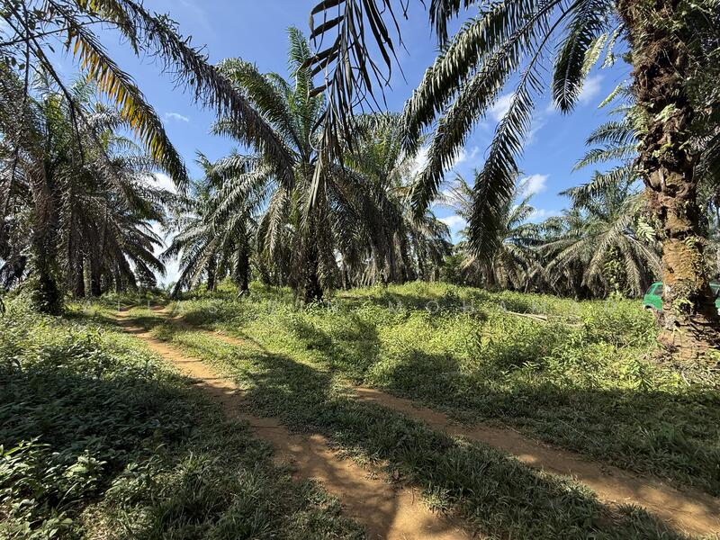 Tanah Sawit 4.23 ekar di Bukit Diman, Ajil, Terengganu untuk Untuk Dijual - RM 150,000, Mac 2026 - Exterior - PropertyGuru.com.my