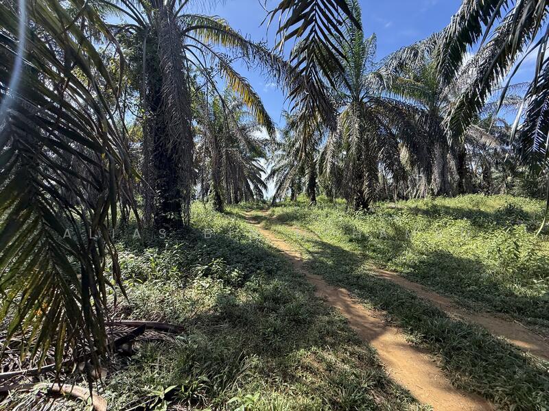 Tanah Sawit 4.23 ekar di Bukit Diman, Ajil, Terengganu untuk Untuk Dijual - RM 150,000, Mac 2026 - Exterior - PropertyGuru.com.my