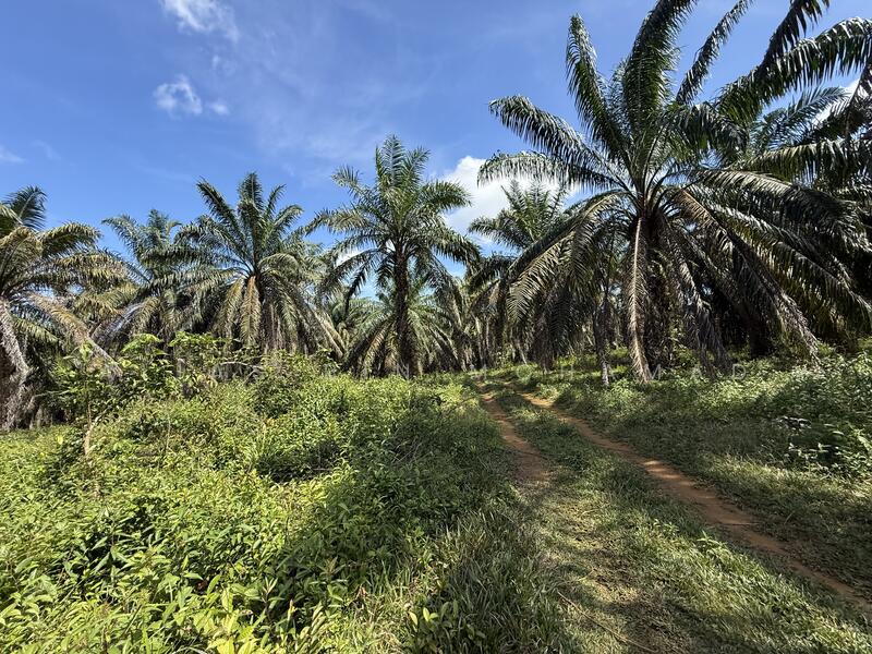 Tanah Sawit 4.23 ekar di Bukit Diman, Ajil, Terengganu untuk Untuk Dijual - RM 150,000, Mac 2026 - Garden - PropertyGuru.com.my