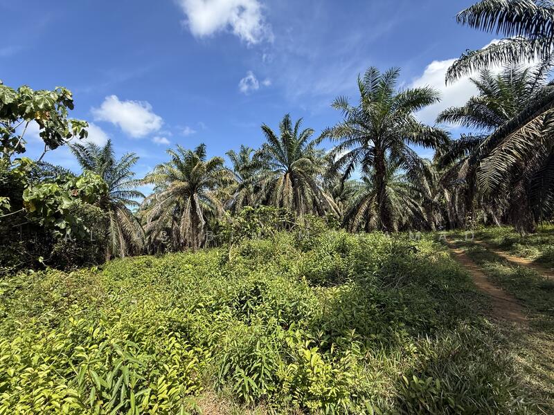 Tanah Sawit 4.23 ekar di Bukit Diman, Ajil, Terengganu untuk Untuk Dijual - RM 150,000, Mac 2026 - Exterior - PropertyGuru.com.my