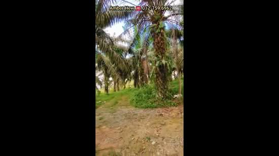 Agricultural Land for Sale in Sungai Tiram (Ulu Tiram) - Amber Hew - PropertyGuru.com.my