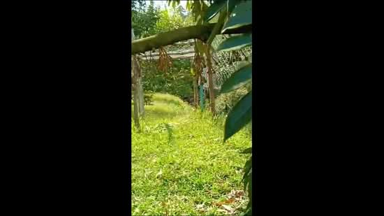 Agricultural Land for Sale in Gerik (Perak) - Jesslyn Tong - PropertyGuru.com.my
