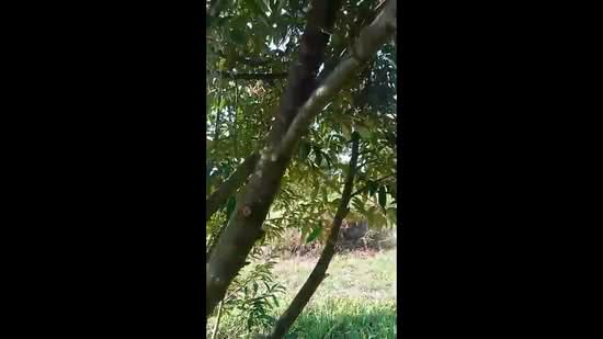 Agricultural Land for Sale in Gerik (Perak) - Jesslyn Tong - PropertyGuru.com.my