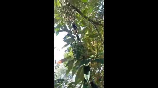 Agricultural Land for Sale in Gerik (Perak) - Jesslyn Tong - PropertyGuru.com.my