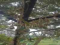 For Sale - Gerik Durian Agricultural