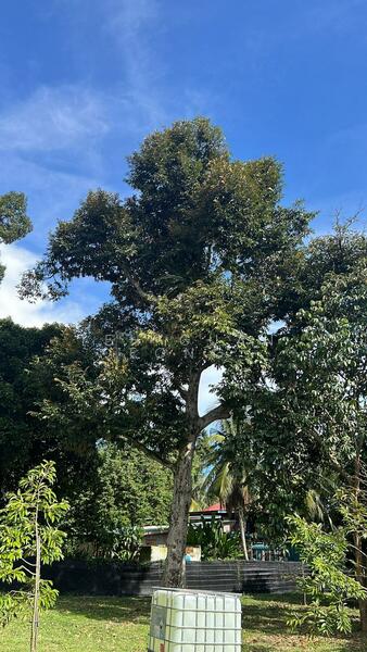 Agricultural Land for Sale in Taman Jawi (Sungai Bakap) - Teh Guan Fong - Exterior - PropertyGuru.com.my