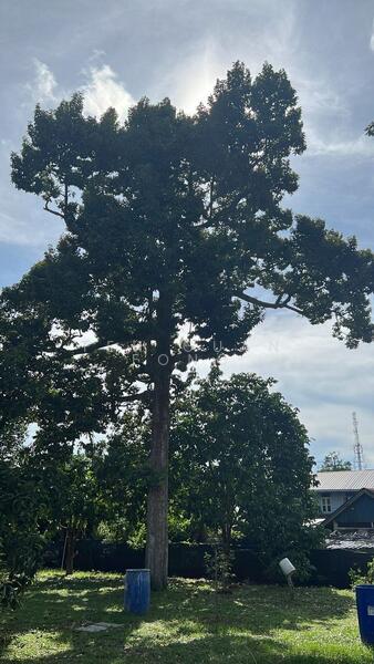 Agricultural Land for Sale in Taman Jawi (Sungai Bakap) - Teh Guan Fong - Exterior - PropertyGuru.com.my